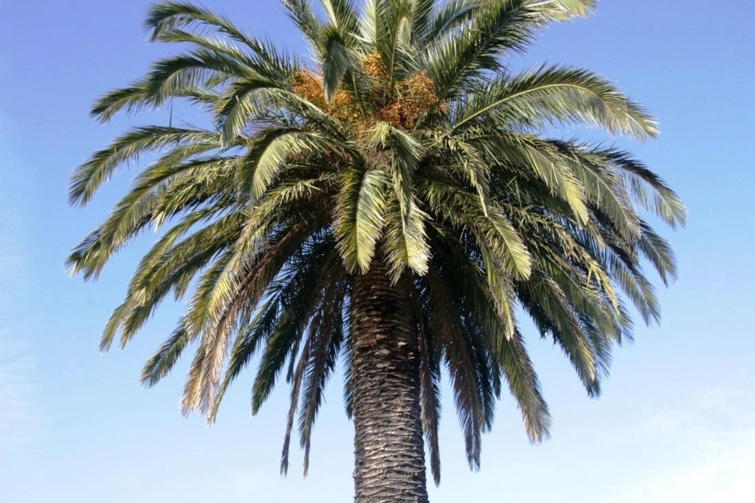Golden Palms Motel Geelong Exteriör bild